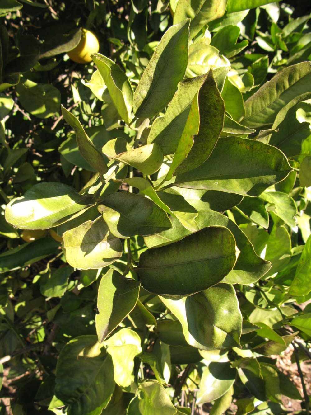           Sun leaves (Winter Haven, FL)   